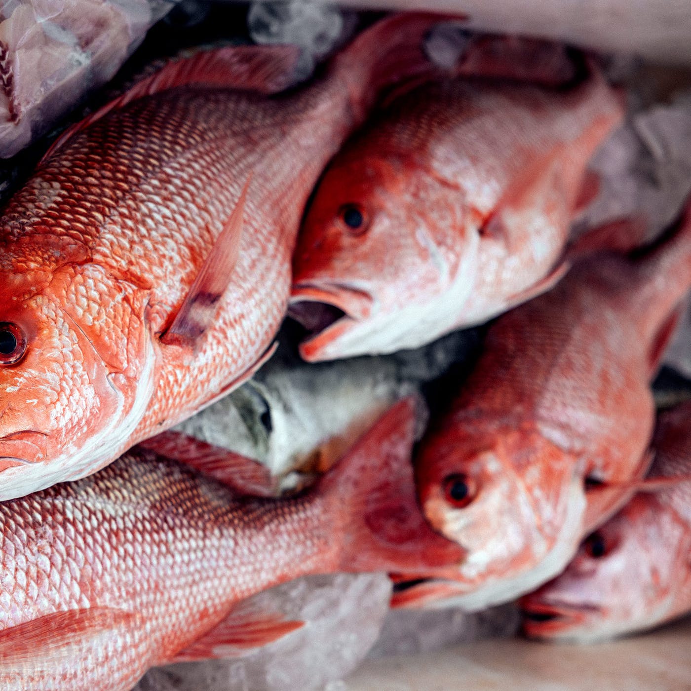 Wholesale Red Snapper Supplier London | Wigmore Trading